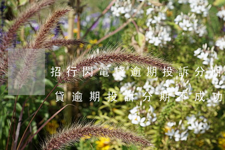 招行閃電貸逾期投訴分期不成功-招行閃電貸逾期投訴分期不成功怎么辦