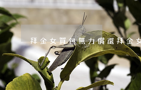 拜金女買包無力償還(拜金女只要給錢)
