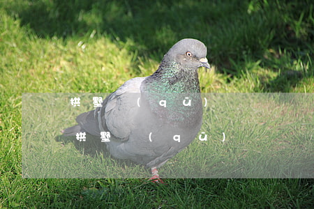 拱墅區(qū)債務債權(quán)律師(拱墅區(qū)債務債權(quán)律師電話)