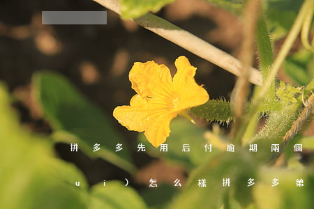拼多多先用后付逾期兩個(gè)月會(huì)怎么樣（拼多多第二次逾期）