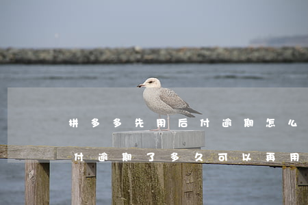 拼多多先用后付逾期怎么恢复(拼多多先用后付逾期了多久可以再用)