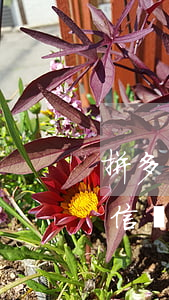 拼多多先用后付逾期會關(guān)閉微信嗎-拼多多先用后付款逾期了還可以用嗎