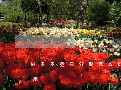 拼多多免息分期怎么選(拼多多分期免息怎么用)