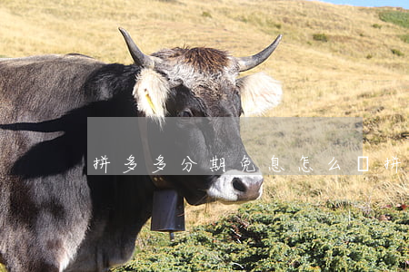 拼多多分期免息怎么辦(拼多多有分期免息)