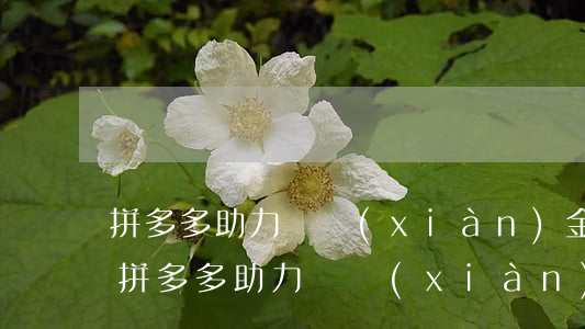 拼多多助力領現(xiàn)金有沒有風險(拼多多助力領現(xiàn)金安全嗎)