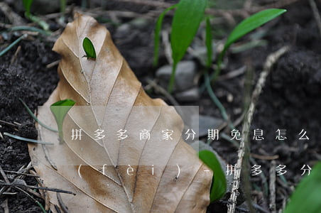 拼多多商家分期免息怎么收手續(xù)費(fèi)-拼多多分期商家收費(fèi)多少