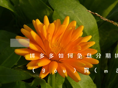 拼多多如何免息分期(拼多多如何免息分期購(gòu)買(mǎi))