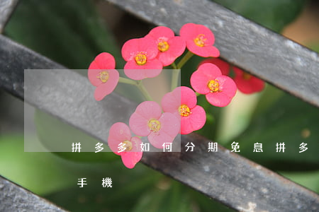 拼多多如何分期免息(拼多多如何分期免息買手機)