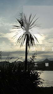 拼多多工單顯示平臺處理中快逾期-拼多多工單顯示平臺處理中快逾期怎么辦