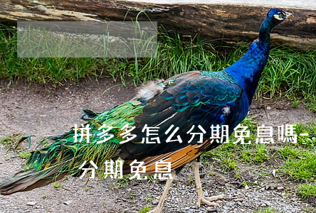 拼多多怎么分期免息嗎-拼多多買東西怎么分期免息