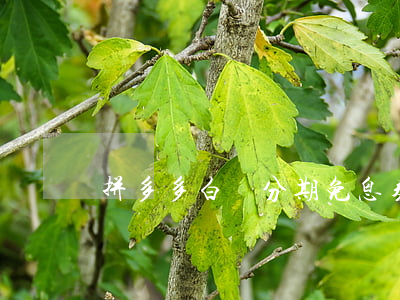 拼多多白條分期免息券