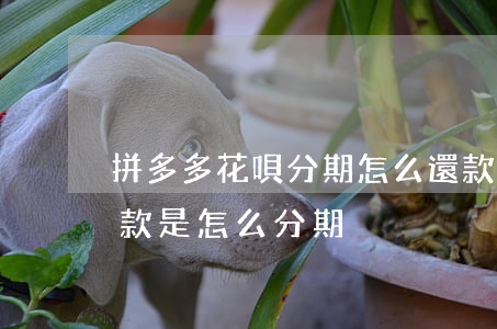 拼多多花唄分期怎么還款(拼多多花唄分期付款是怎么分期)