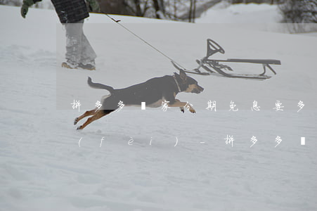 拼多多賣家分期免息要多少手續(xù)費(fèi)-拼多多賣家分期免息要多少手續(xù)費(fèi)呢