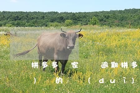 拼多多賣家沒貨逾期(拼多多逾期未發(fā)貨的話對(duì)店鋪有什么影響)