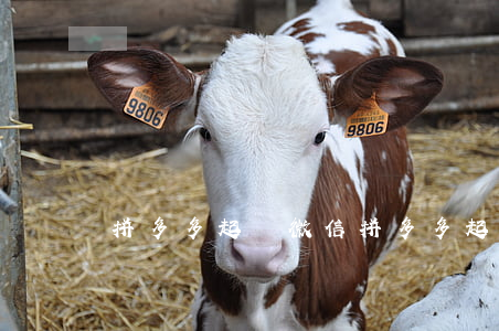 拼多多起訴微信(拼多多 起訴)
