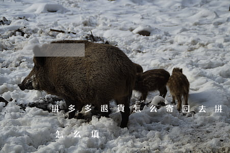 拼多多退貨怎么寄回去(拼多多退貨快遞單號怎么填)