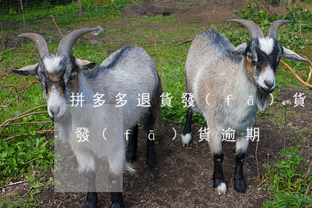 拼多多退貨發(fā)貨逾期-拼多多退貨發(fā)貨逾期