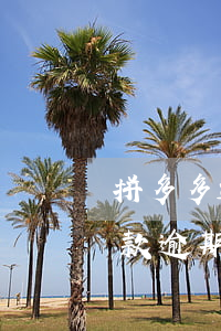 拼多多退货逾期退款失败怎么办-拼多多退款逾期没有处理,退款成功了怎么办
