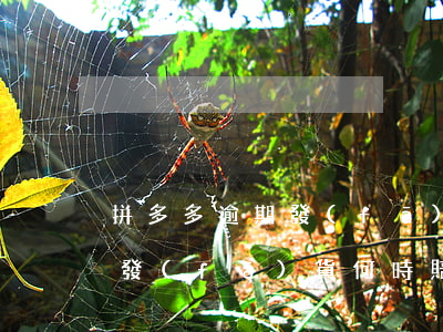 拼多多逾期發(fā)貨賠償(拼多多超期未發(fā)貨何時賠付)