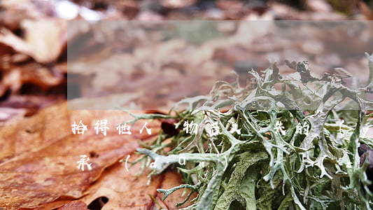 拾得他人財物后又遺失的應(yīng)否承擔(dān)賠償責(zé)任