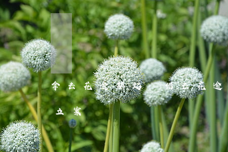 拿去花逾期起訴(借去花逾期了會(huì)立案嗎)