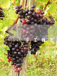 拿工钱不干活属诉骗吗(欺骗工人干活不给钱是什么性质)