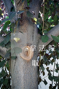 拿法院判決書可以拆遷嗎(法院判決后多久領取動遷款)