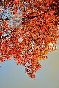 拿法院拍賣的發(fā)票可以提公積金嗎