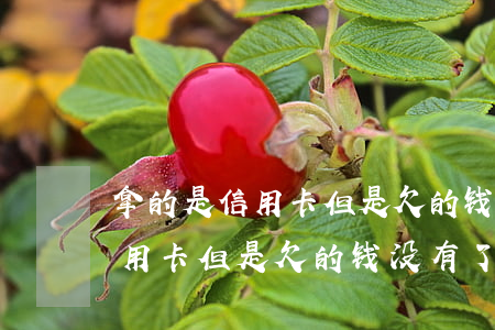 拿的是信用卡但是欠的钱没有了-拿的是信用卡但是欠的钱没有了怎么办