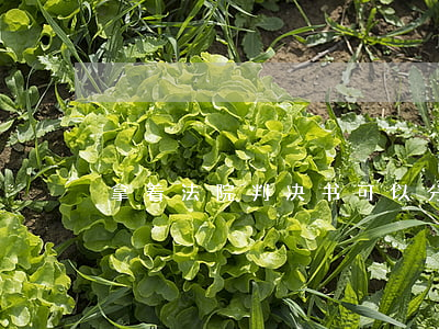 拿着法院判决书可以分户口吗