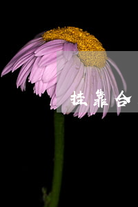 挂靠合同书