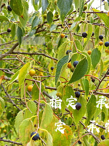 指定繼承人什么時(shí)候需要公證(法定繼承需要公證嗎?)