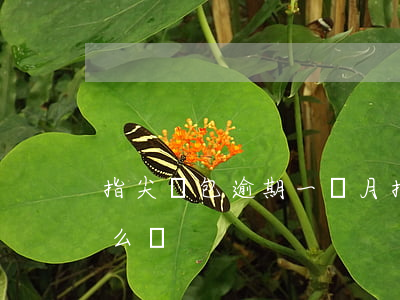 指尖錢包逾期一個月(指尖錢包逾期一個月怎么辦)