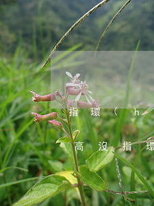 指環(huán)王貸款逾期費(fèi)高沒(指環(huán)王貸款逾期費(fèi)高沒)