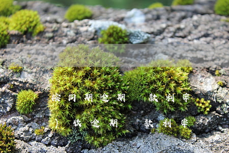 按同期逾期貸款利率計(jì)息(計(jì)收逾期貸款利率)