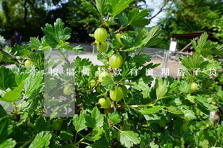 按揭房贷款有逾期(房子贷款逾期了,怎么办啊)