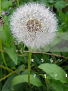 按揭房逾期交房退房起訴書樣本-逾期交房退房申請