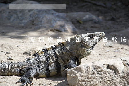 按揭房逾期如何再貸款(按揭逾期了怎么處理)