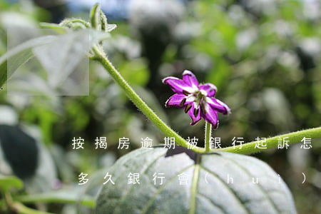 按揭房逾期被銀行起訴怎么辦(房屋按揭逾期多久銀行會(huì)起訴)