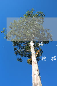 按揭貸款買(mǎi)車(chē)逾期扣款(按揭車(chē)款逾期有什么后果)