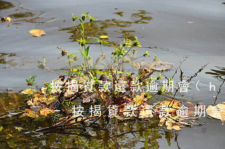 按揭貸款還款逾期會(huì)影響征信嗎-按揭貸款還款逾期會(huì)影響征信嗎知乎