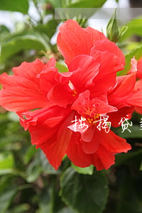 按揭贷款如何算逾期(房子按揭逾期怎么处理)