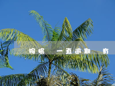 按揭車一直逾期沒有還怎么辦