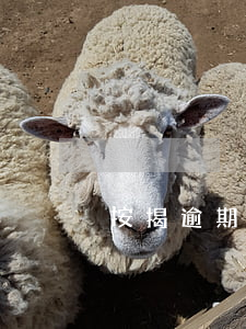 按揭逾期怎么辦 按揭房貸逾期怎么處理