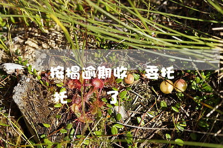 按揭逾期收車委托書 車貸結(jié)清委托書丟了