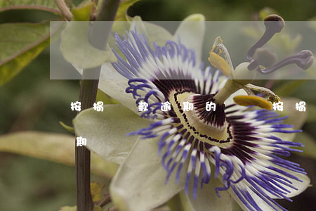 按揭還款逾期的處罰(按揭還款超過幾天算逾期)