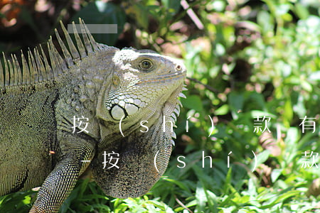 按時(shí)還款卻有逾期記錄怎么處理-按時(shí)還款卻有逾期記錄怎么處理呢