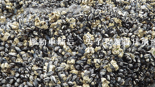挪動車輛后丟失了要誰責任承擔