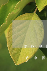 挪威中國(guó)律師事務(wù)所(挪威中國(guó)律師事務(wù)所)
