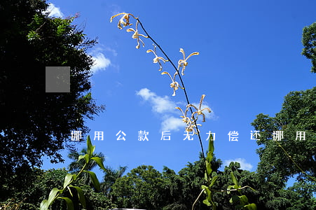 挪用公款后无力偿还(挪用公款无力偿还案件)